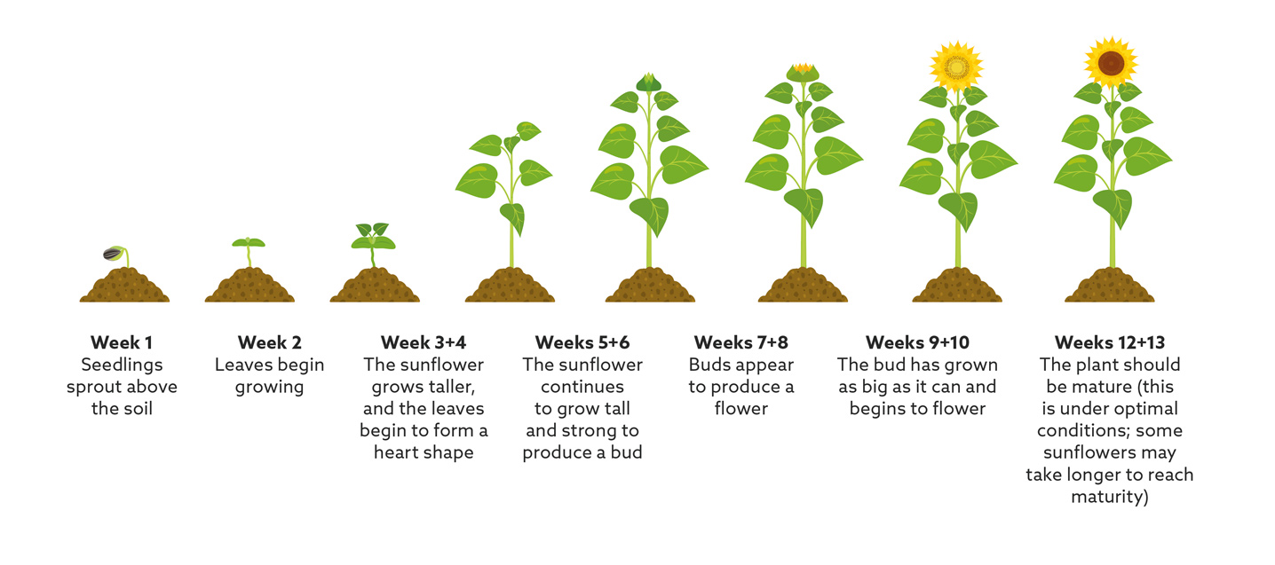 Sunflower growth chart