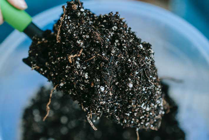 Plant some bee-friendly flowers!