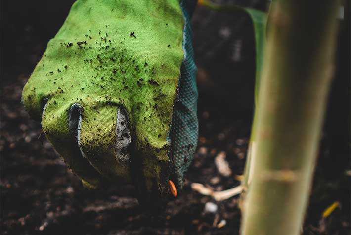 Plant some bee-friendly flowers!