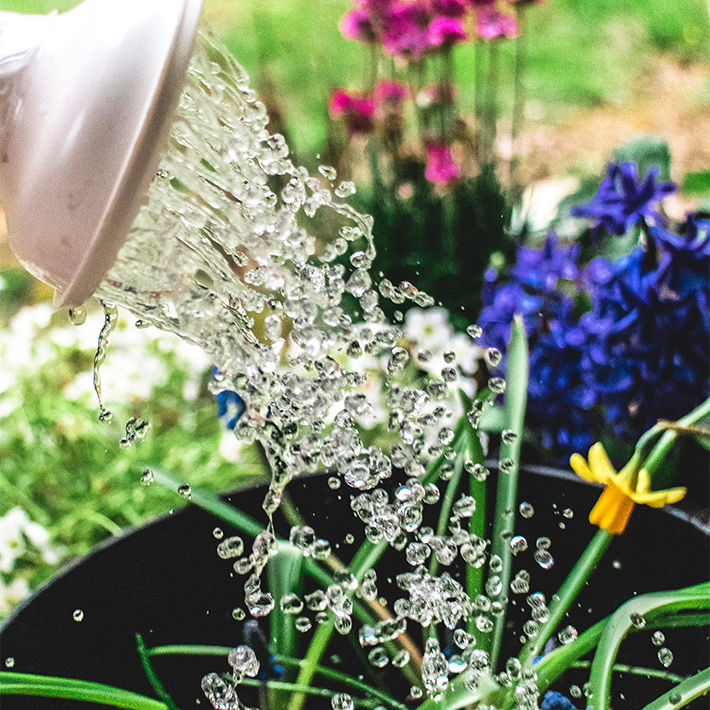 Plant some bee-friendly flowers!