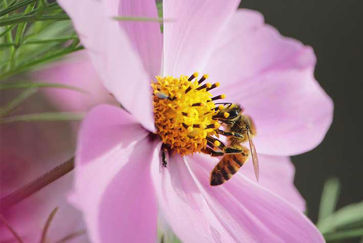 Plant some bee-friendly flowers!