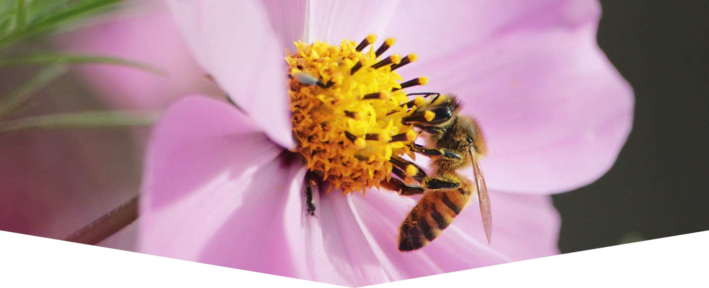 Plant some bee-friendly flowers!