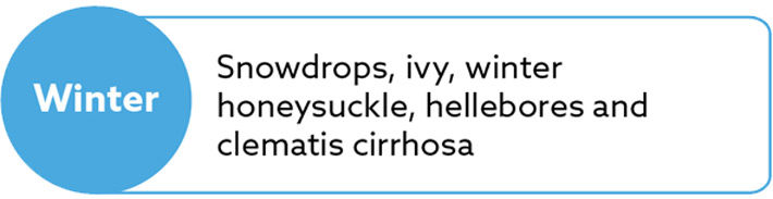 Flowers that are the bees-knees