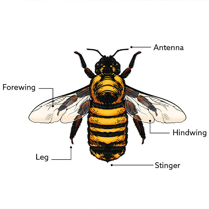 Parts of a bee