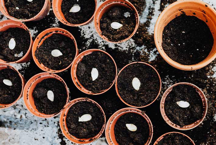 Plant some bee-friendly flowers!