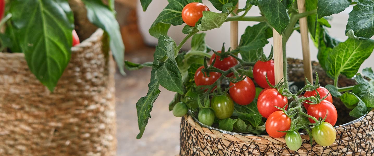 Dobbies Garden Centres Dobbies Garden Centres