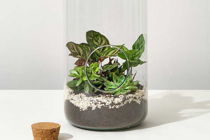Create a terrarium