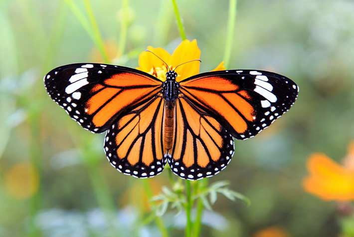 Little Seedlings Activity