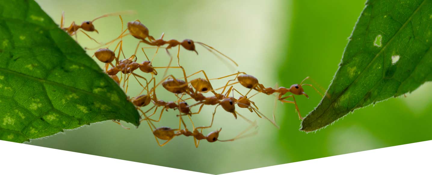 header-image-ant-city.jpg