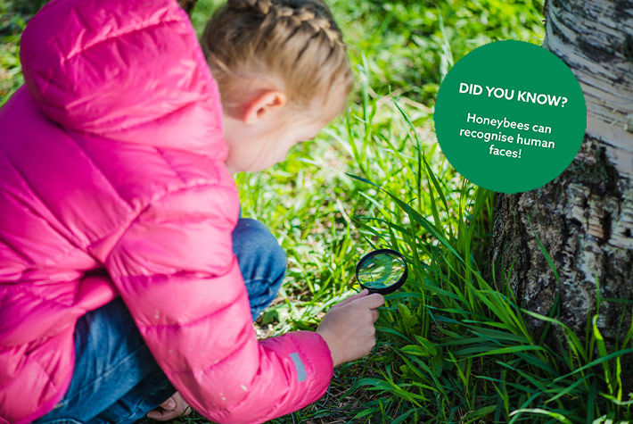 bug-watching-did-you-know