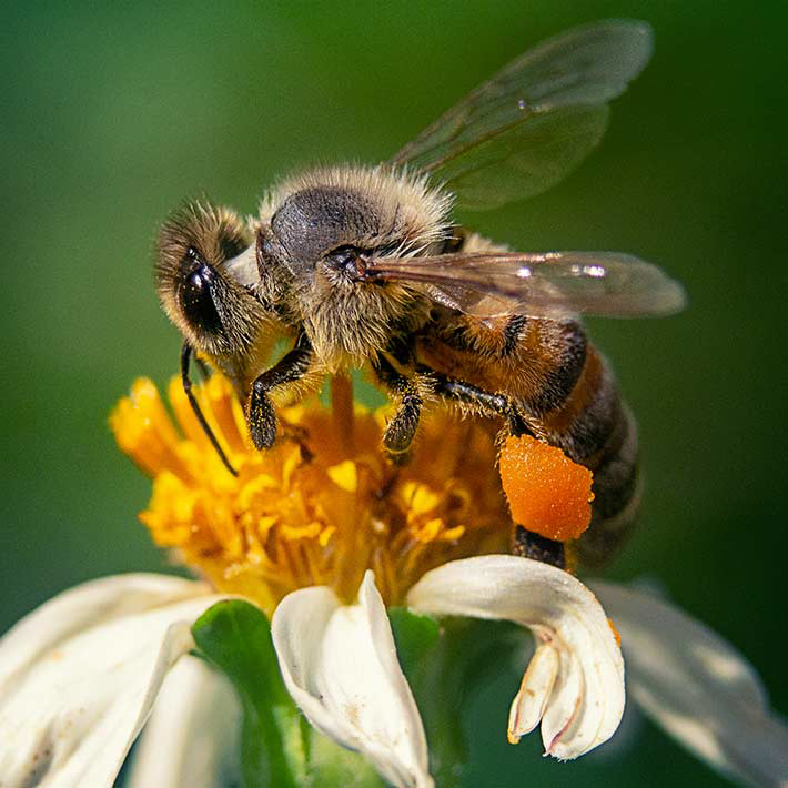 closeup-shot-bee.png