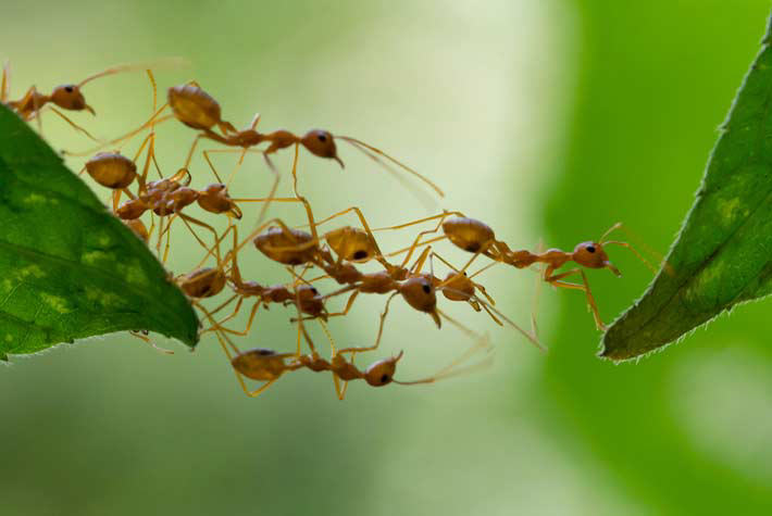 Little Seedlings Activity