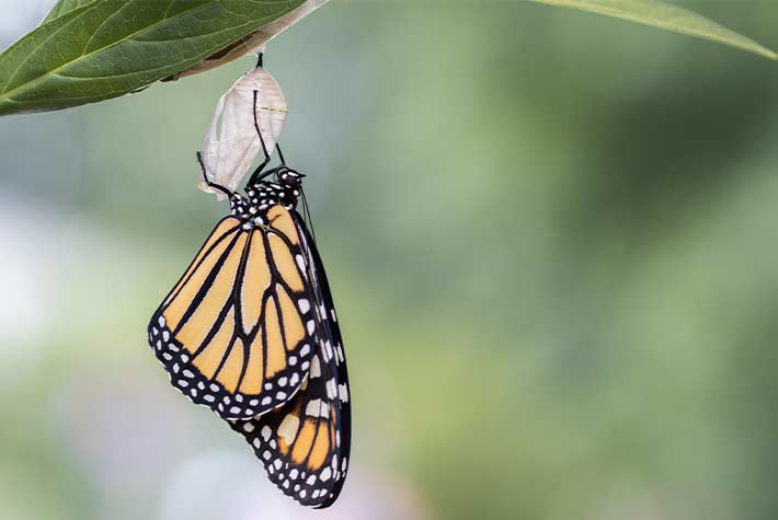 butterfly growth