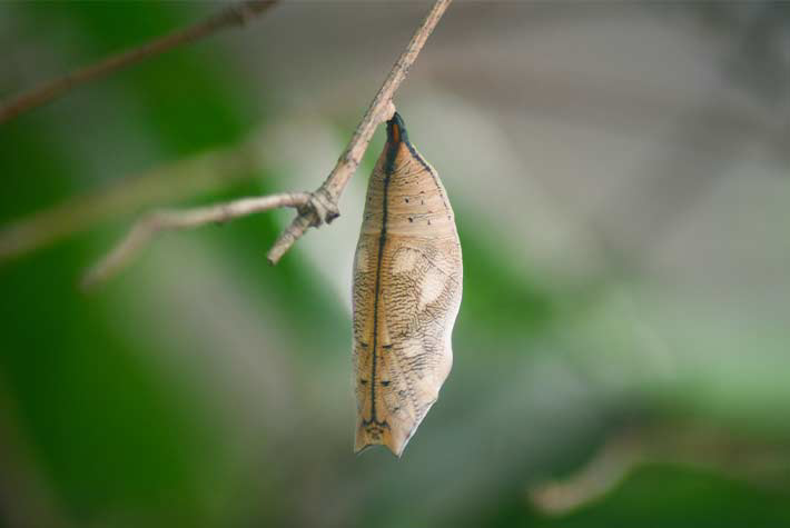 butterfly growth