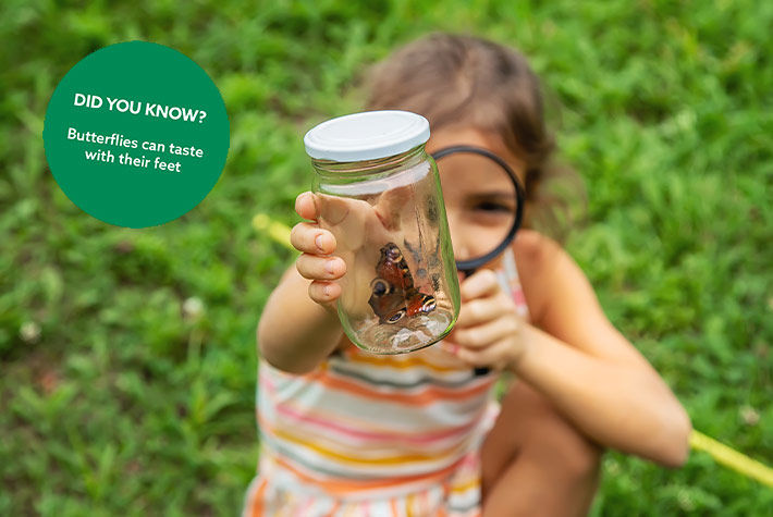 bug-watching-did-you-know