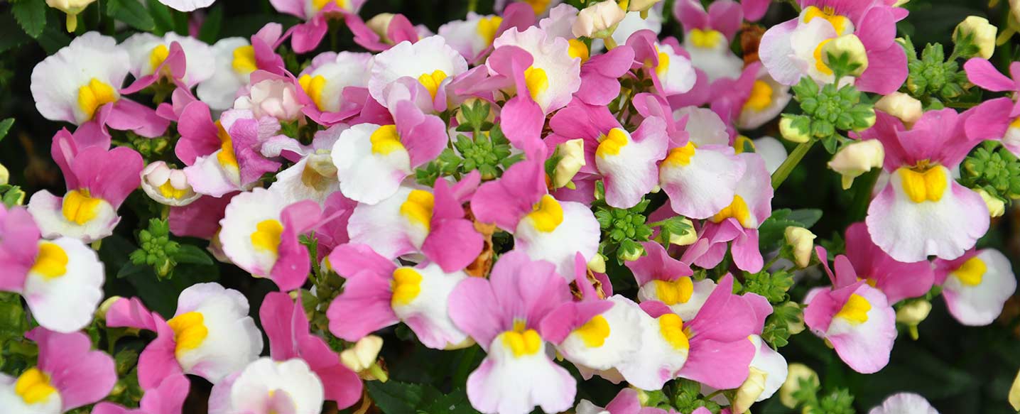 Plants Dobbies Garden Centres