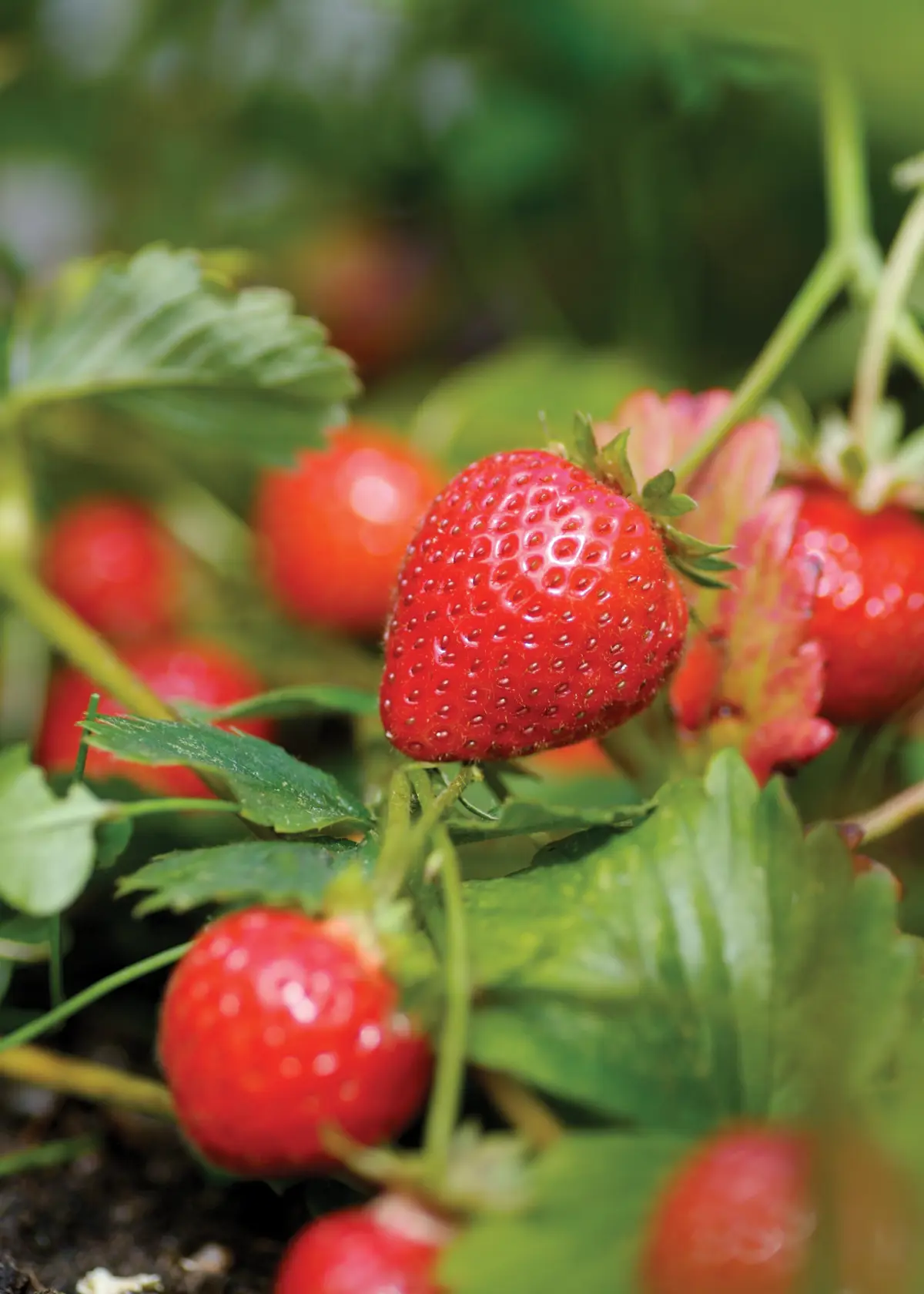 A photo of Strawberry Flamenco 5 Pack