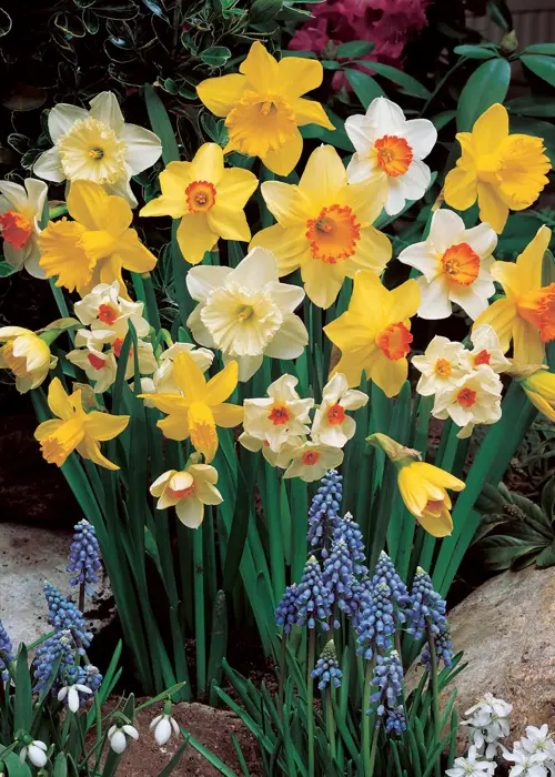 A photo of Daffoldil & Narcissus Mixed 5kg