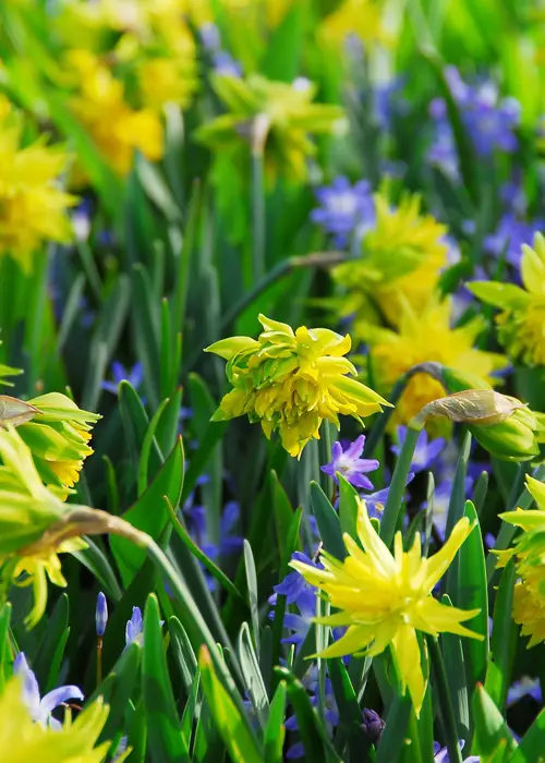 A photo of Daffodil (Narcissus) Rip Van Winkle Pack of 7