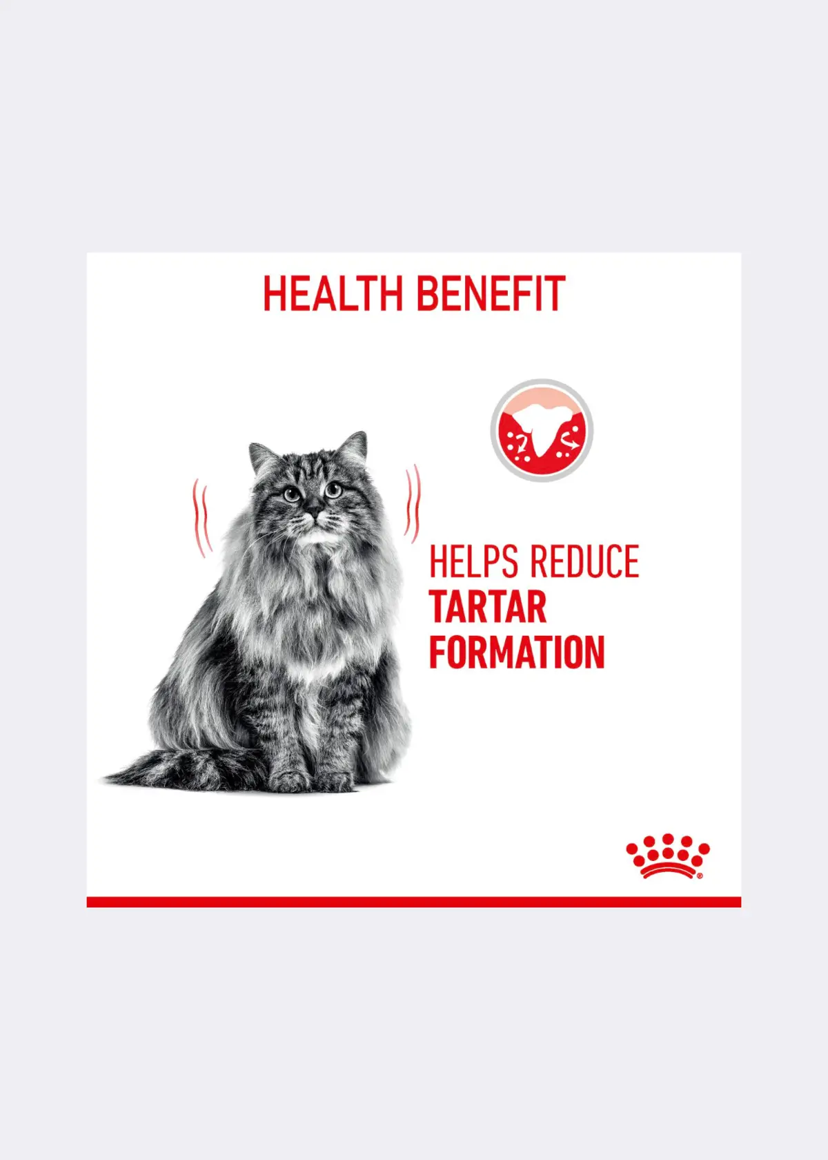 A photo of Royal Canin® Feline Dental Care Dry Cat Food 1.5kg