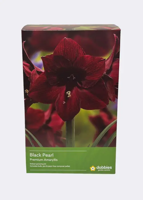 A photo of Amaryllis Black Pearl Single Pack