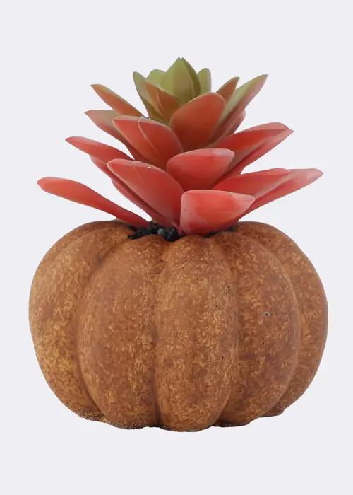 A photo of Succulent In Cement Pumpkin Pot