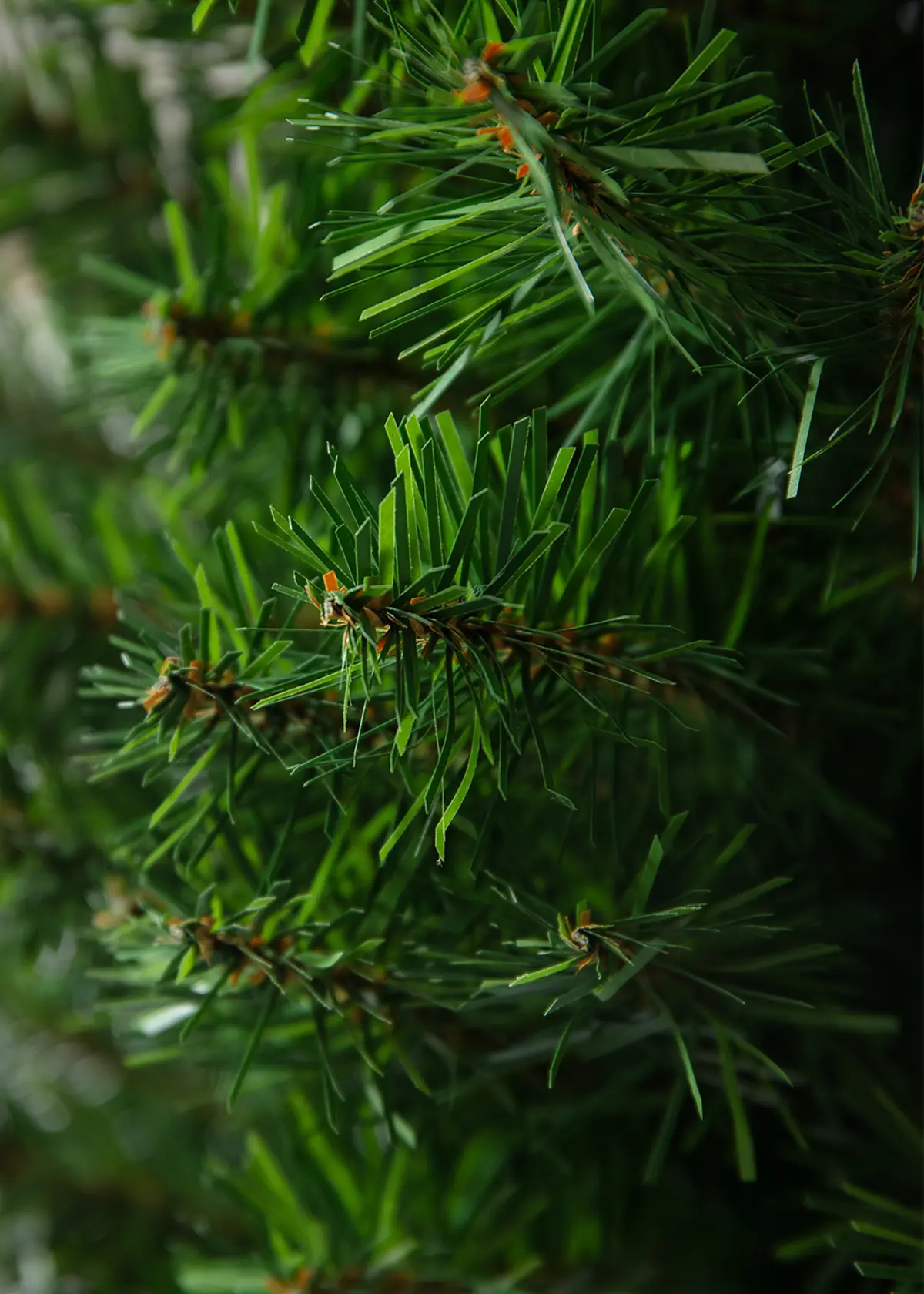 A photo of 2ft Royal Fir Artificial Christmas Tree