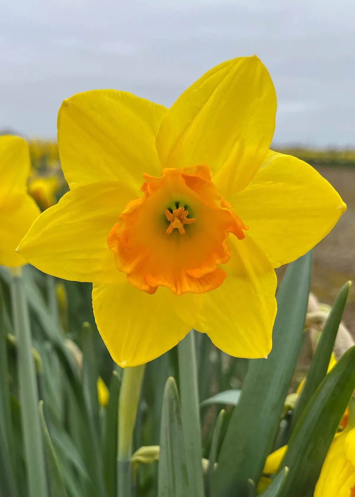 A photo of Daffodil (Narcissus) Fortune Carripack 1.5kg