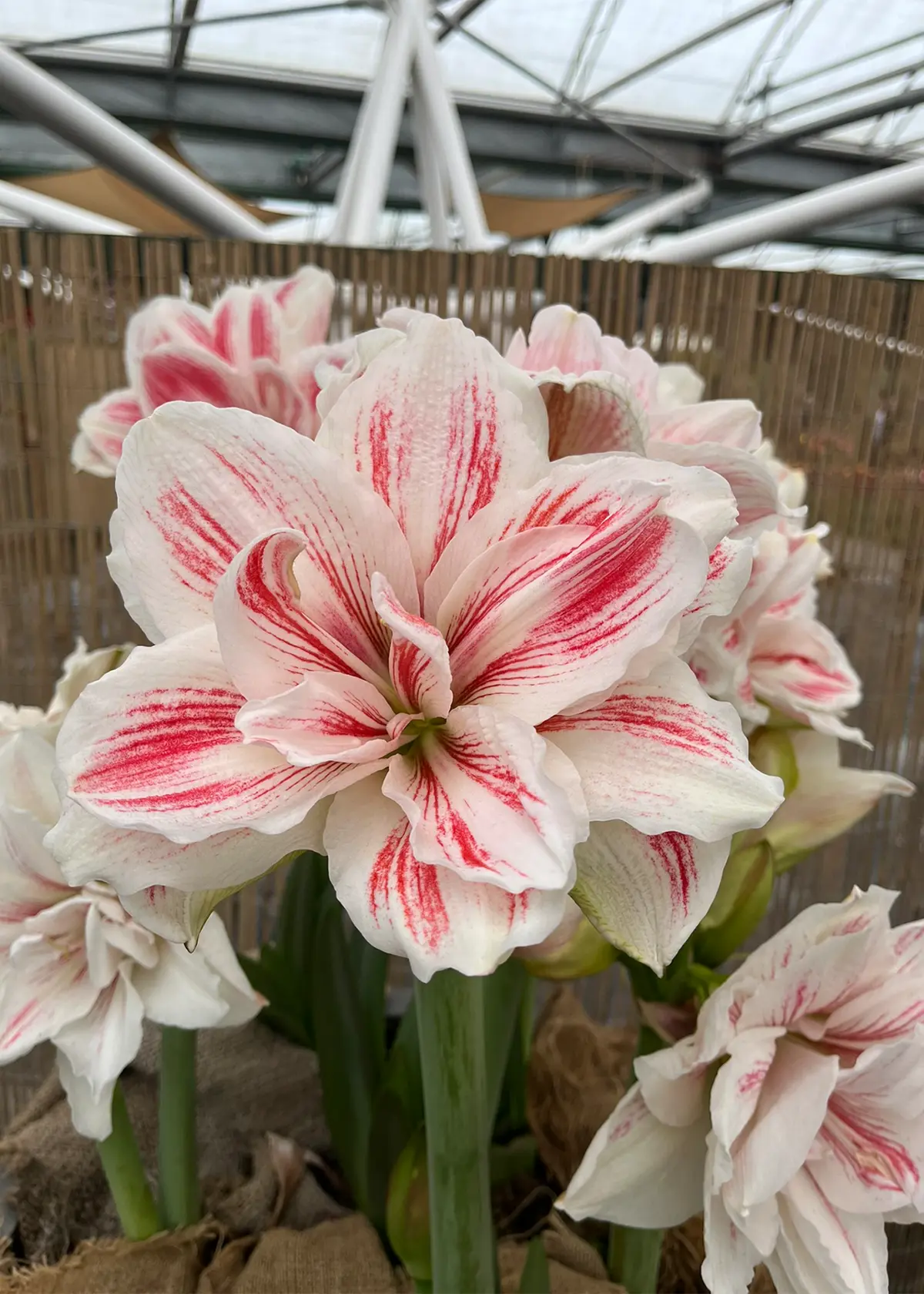 Amaryllis Aquaro Single Pack | Dobbies Garden Centres