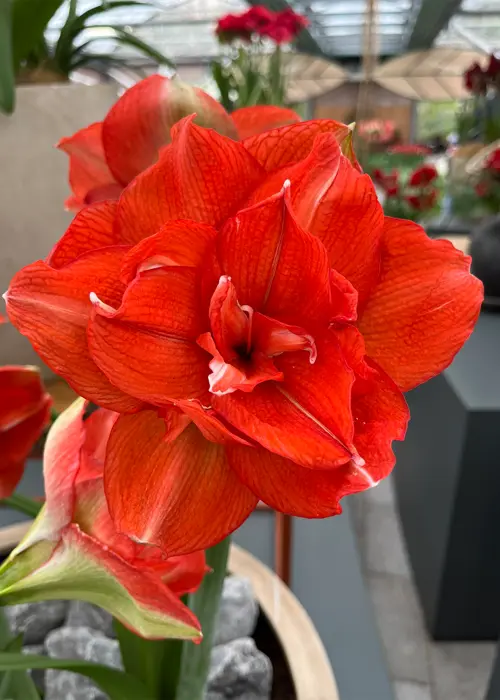 A photo of Amaryllis Benito Single Pack