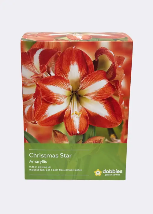 A photo of Amaryllis Christmas Star Single Pack