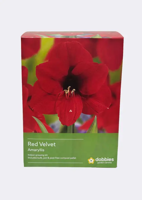 A photo of Amaryllis Red Velvet Single Pack