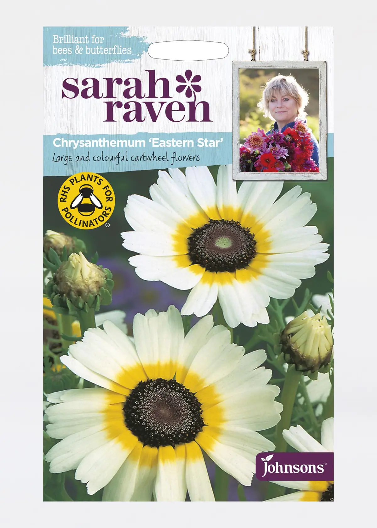 A photo of Chrysanthemum Eastern Star Seeds