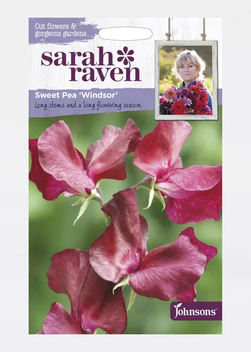 A photo of Sweet Pea Windsor Seeds