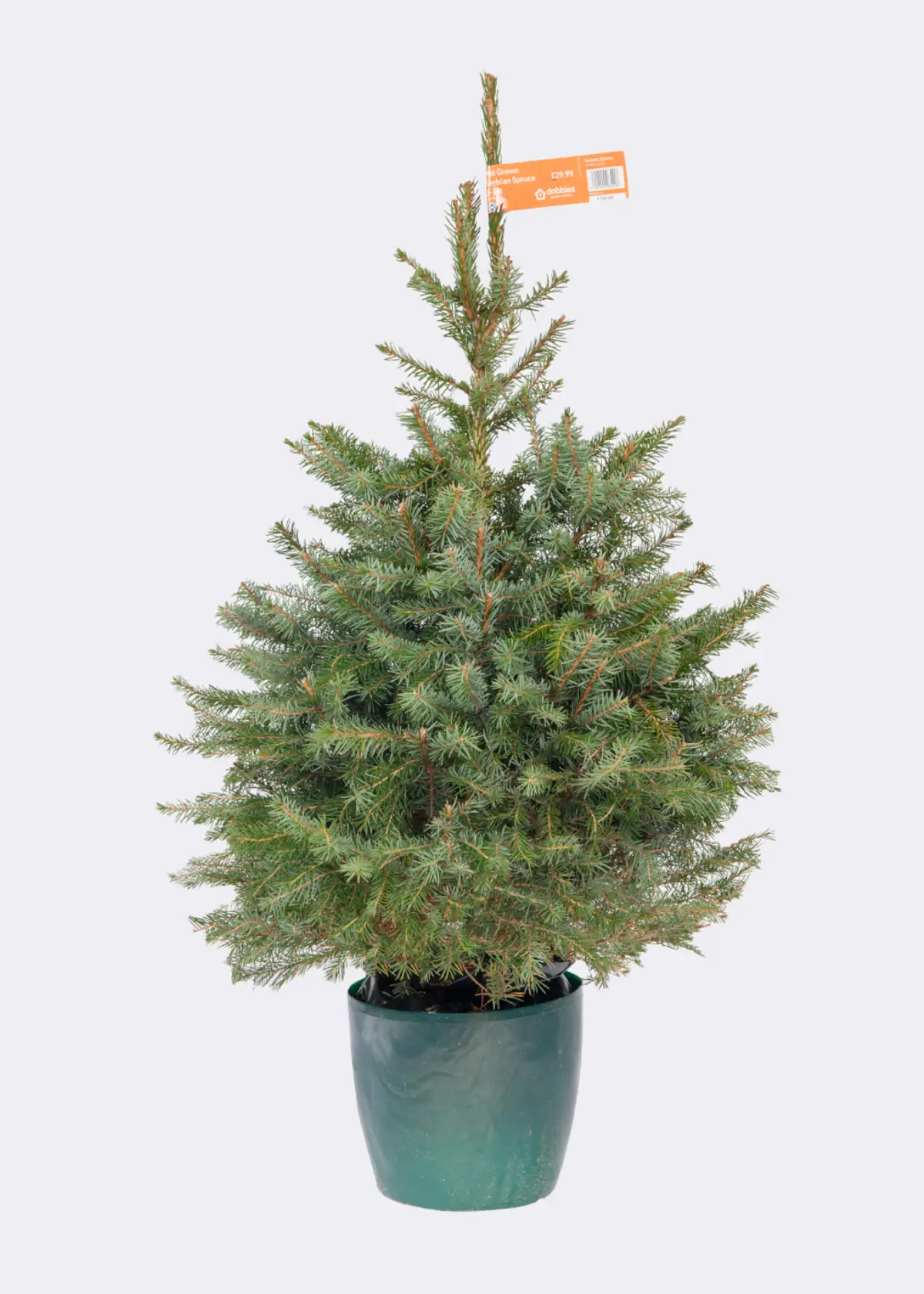 A photo of 2-3ft Pot Grown Serbian Spruce Real Christmas Tree 80-100cm