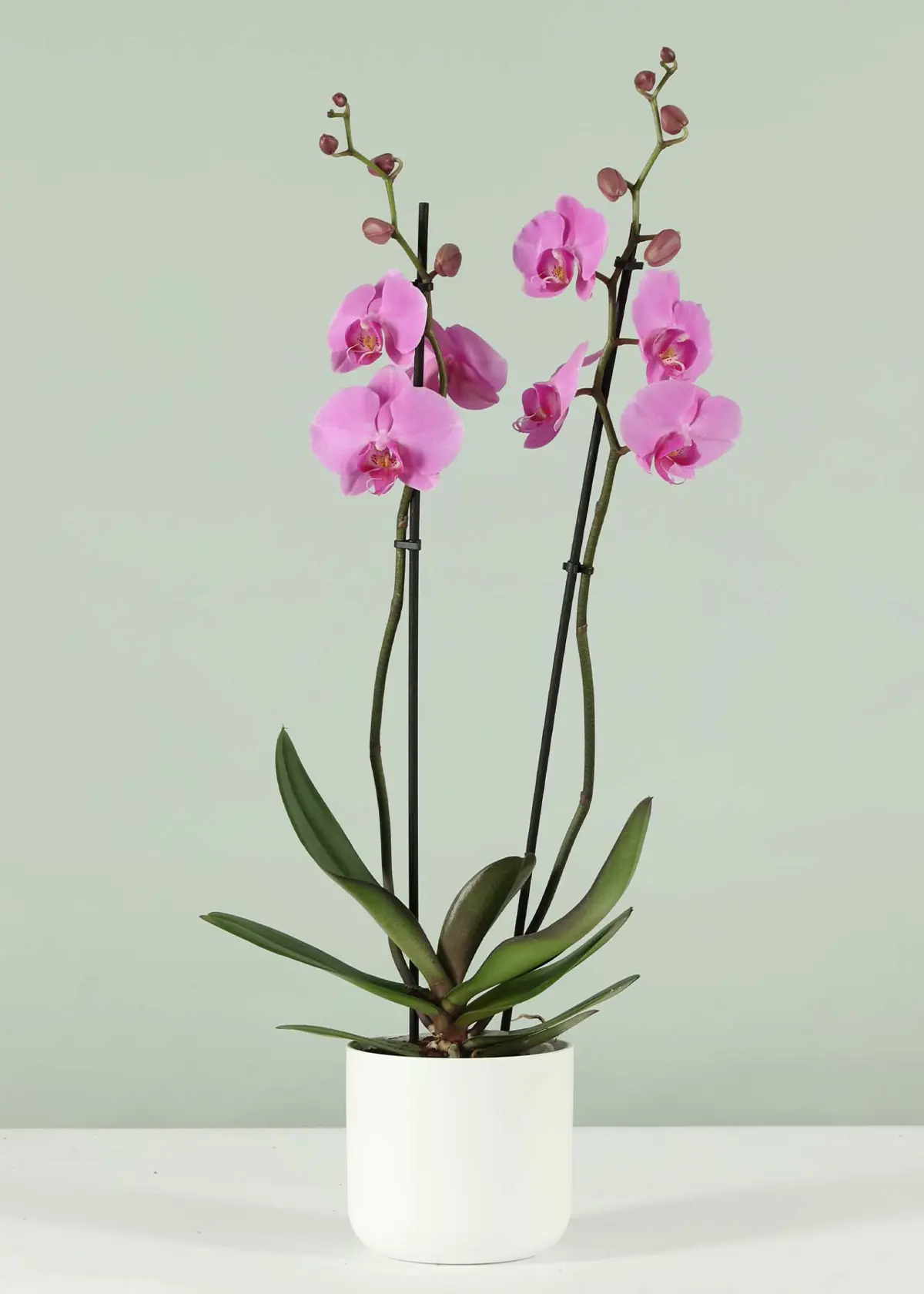 A photo of Phalaenopsis 2 Spike Pink/Lilac 12cm