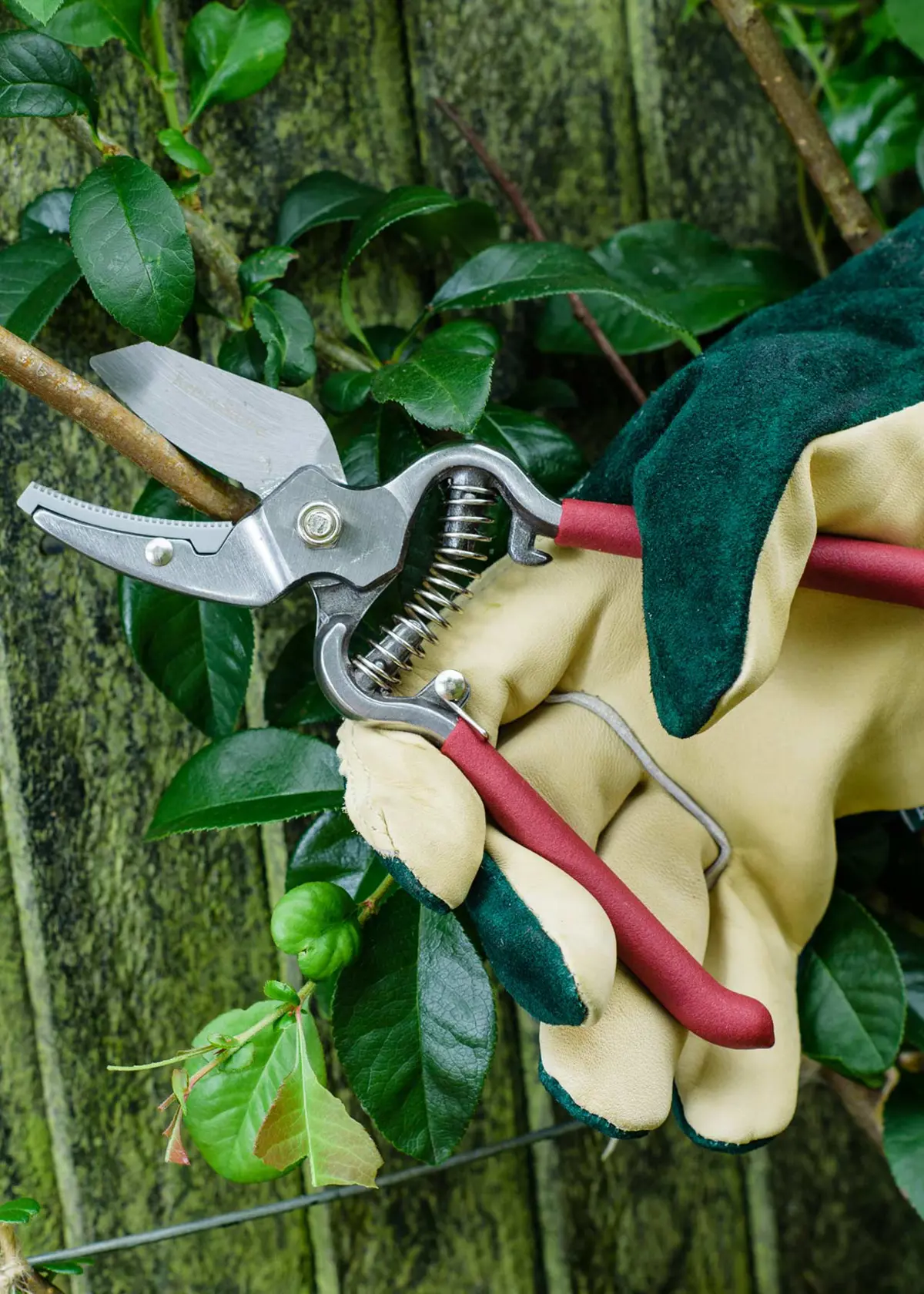 A photo of Kent & Stowe Traditional Anvil Secateurs