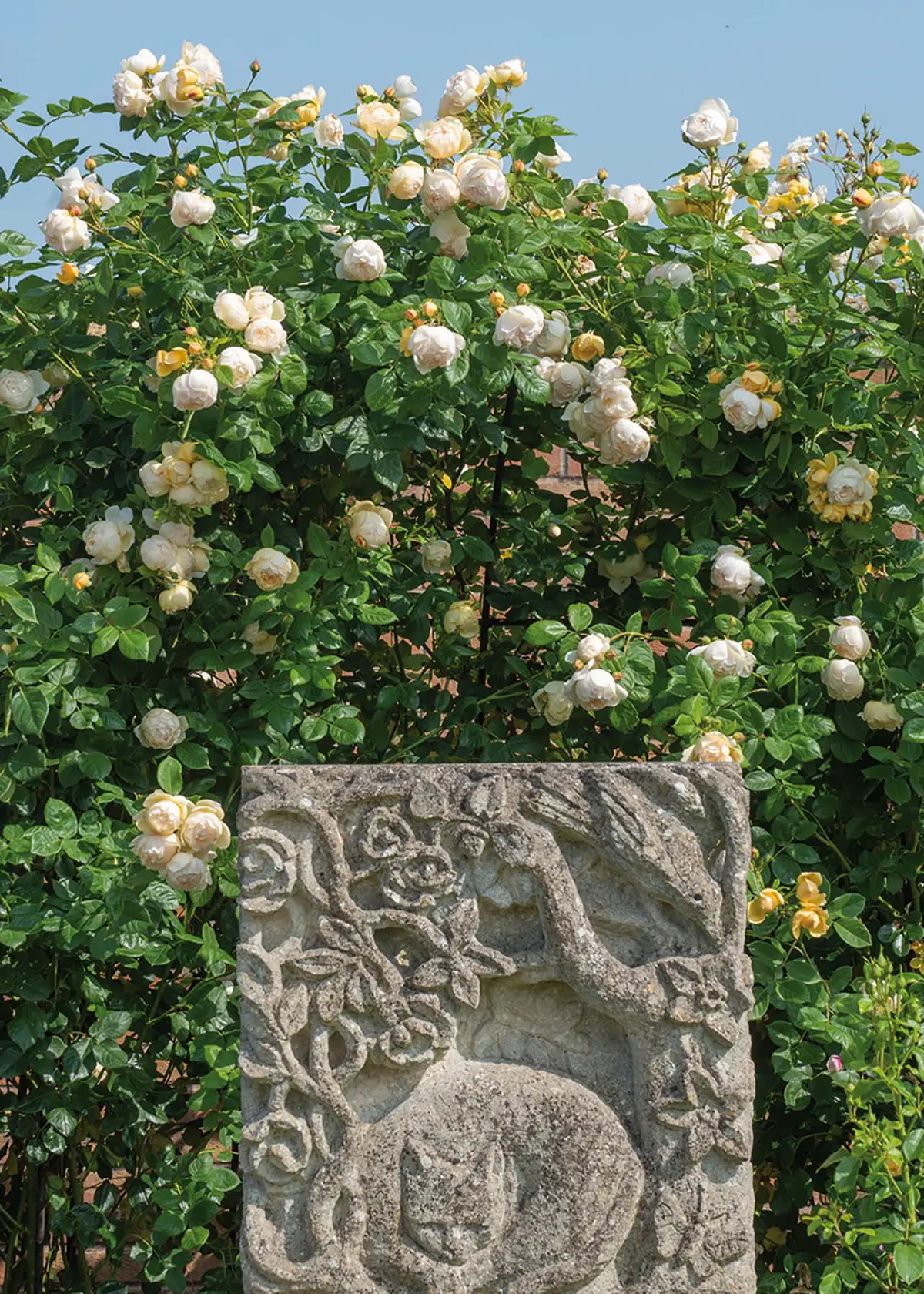 A photo of David Austin Climbing Rose 'Wollerton Old Hall' 6ltr