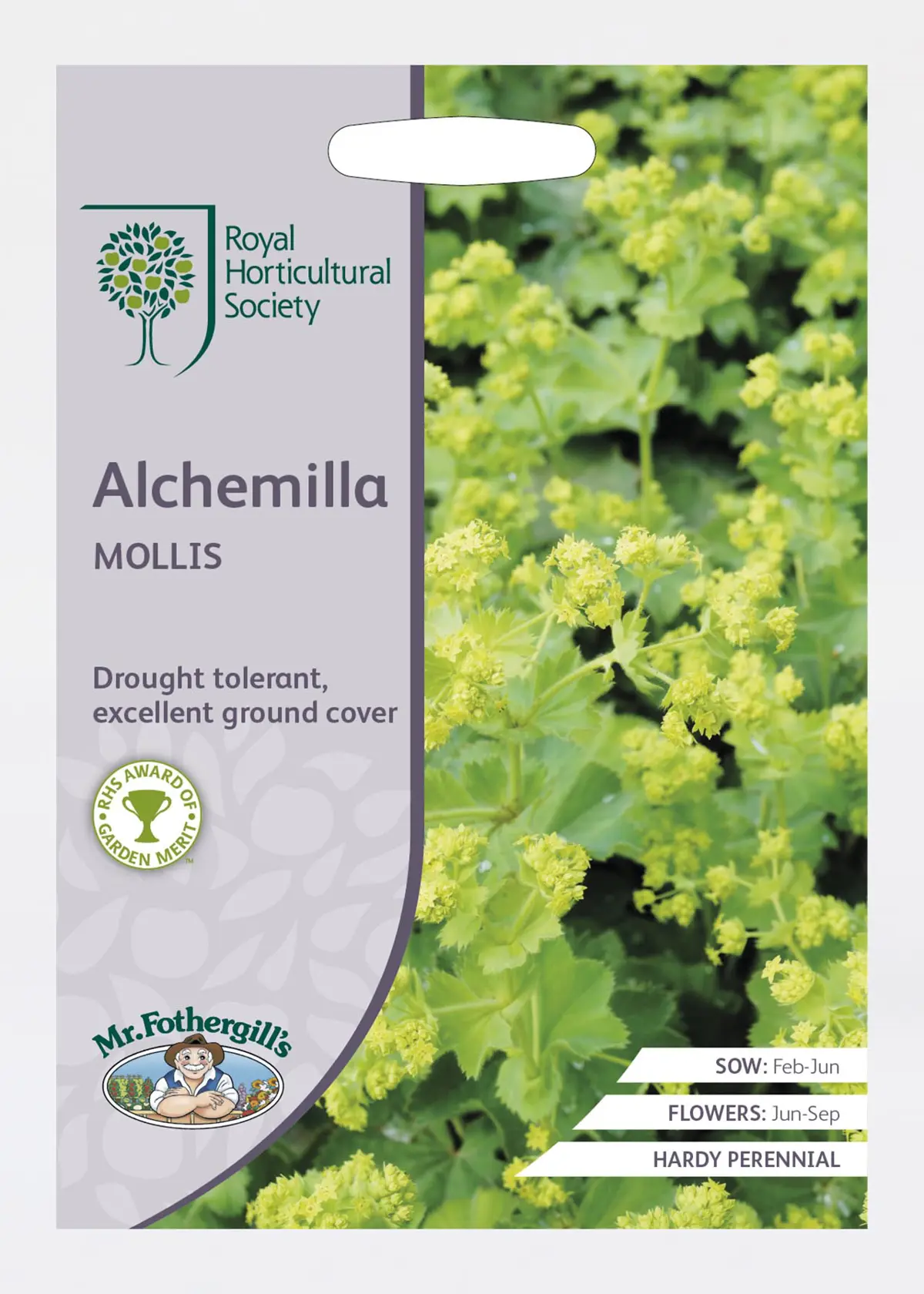 A photo of RHS Alchemilla Mollis Seeds