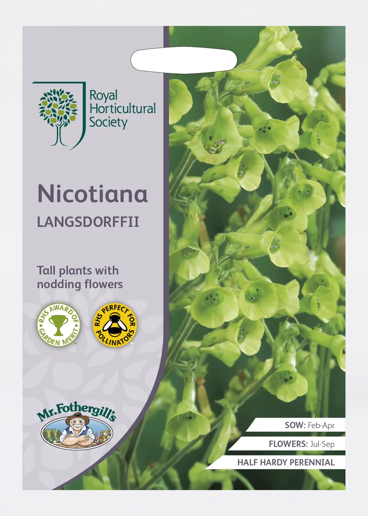 A photo of RHS Nicotiana Langsdorffii Seeds