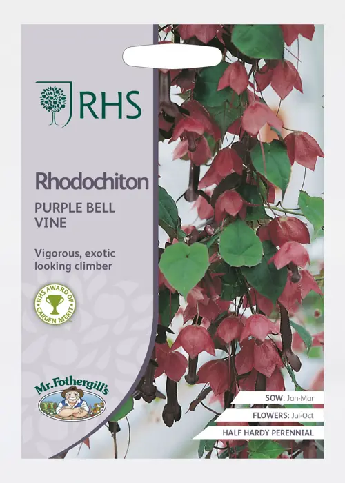 A photo of RHS Rhodochiton Purple Bell Vine Seeds