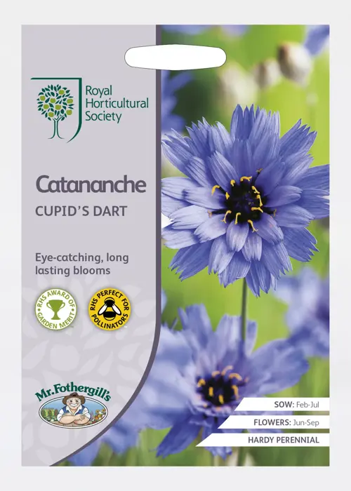 A photo of Rhs Catananche Cupid's Dart Seeds