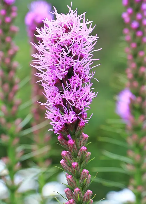A photo of Liatris Spicata Pack of 12
