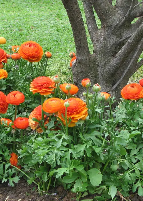 A photo of Ranunculus Orange Pack of 10