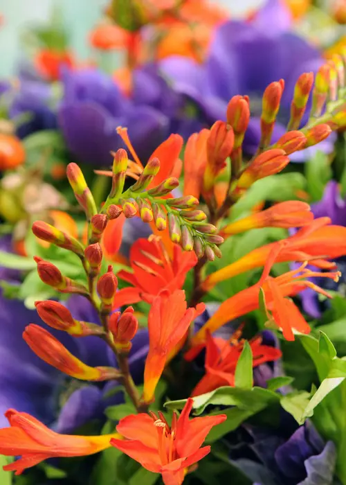 A photo of Crocosmia Emily Mackenzie Pack of 6