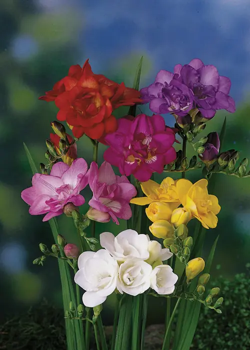 A photo of Mixed Double Freesia Pack of 15