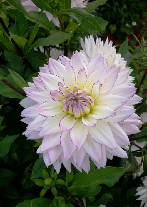 A photo of Dahlia Crazy Love Single Pack