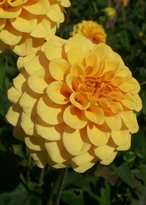 A photo of Dahlia Golden Sceptre Single Pack