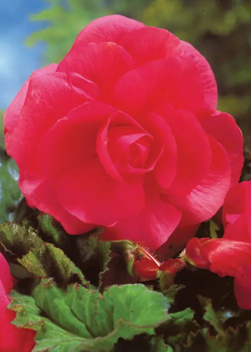 A photo of Pink Double Begonia Pack of 3