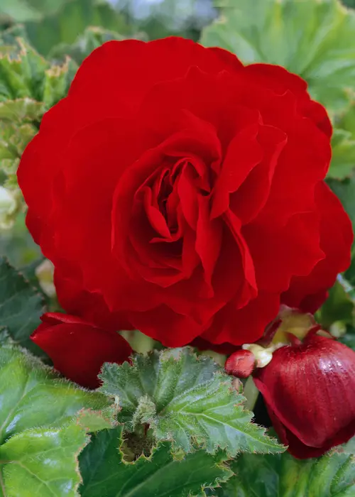A photo of Red Double Begonia Pack of 3